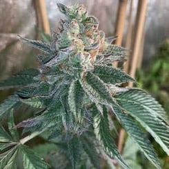 A close-up of a green cannabis plant with frosty trichomes and orange hairs, reminiscent of the textured intricacies found in Muddy Waters (R). Stems in the background are out of focus.