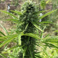 Close-up of a Pina Colada Auto with a thick central bud and serrated green leaves, set against a blurred outdoor background.