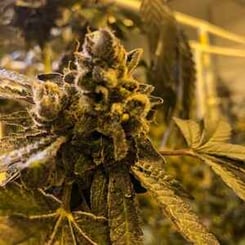 Close-up of a green cannabis plant in an indoor growing facility, showing dense buds and leaves with visible trichomes under a Rager (F) lighting environment.