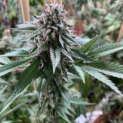 Close-up of a green cannabis plant with narrow serrated leaves and dense, spiky flowering buds, reminiscent of the vibrant Super Petrol (R) strain.