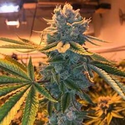 A close-up of a mature cannabis plant in an indoor growing facility, featuring thick, resin-coated buds and green leaves with serrated edges that ripple like Waves (F).