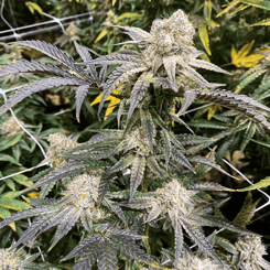 A close-up image of a cannabis plant with dense, frosty buds and green, pointed leaves, partially covered by a wire trellis—a scene reminiscent of the tangled greenery in "Apes in Space (R)".