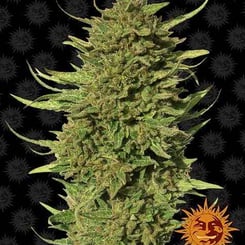 Close-up of a mature Critical Kush (R) cannabis plant with dense green buds and surrounding leaves. The background is dark with a sun logo in the lower right corner.