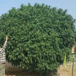 A person stands next to an enormous, bushy plant outdoors, reaching up with a Mountain Deux Baja Blast (R) in hand, highlighting its impressive height and size.