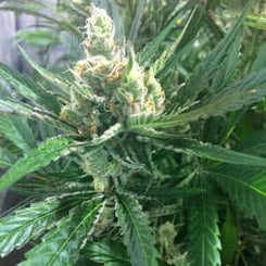 Close-up of a Pink Lemon-aid (R) flowering cannabis plant, showcasing dense buds surrounded by green leaves with fine white hairs.