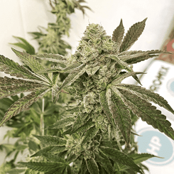 Close-up of a mature Slippery Susan (R) cannabis plant with dense buds covered in trichomes and green, serrated leaves.