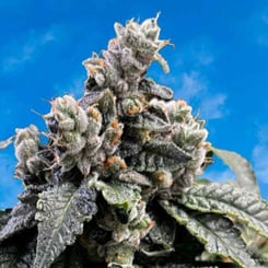 Close-up of a Dreamz (F) cannabis plant with dense, frosty buds and vibrant leaves against a clear blue sky background.