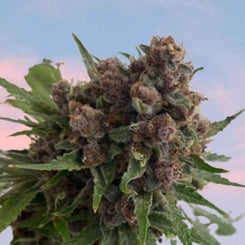 Close-up of a Venus Blue (F) cannabis plant with dense, trichome-covered buds and vibrant green leaves against a soft, pink-tinged sky in the background.