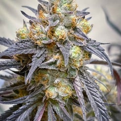 Close-up of a mature Midnight Moonlight (F) cannabis bud with dense trichomes and vibrant purple leaves on a blurry background.