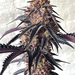 Close-up of a Picasso Moon (F) cannabis plant with dense, colorful buds and dark, pointed leaves. The buds showcase a vibrant mix of green, purple, and orange hues.