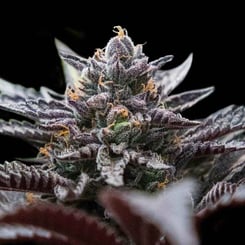 Close-up image of a Double Stuffed Sorbet (F) cannabis plant with dense, frosty trichomes covering the buds and leaves.