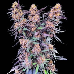 Close-up image of a Spanish Moon S1 (F) cannabis plant with dense clusters of orange and purple buds and dark green leaves, against a black background.