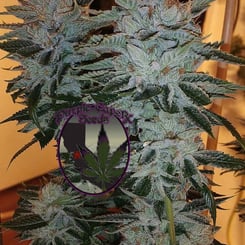 Purple Caper Grape Cookies