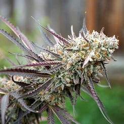 Humboldt Seed Organization Ice Cream Cake FAST Flowering