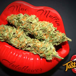 Tastebudz Mac Muffin Auto