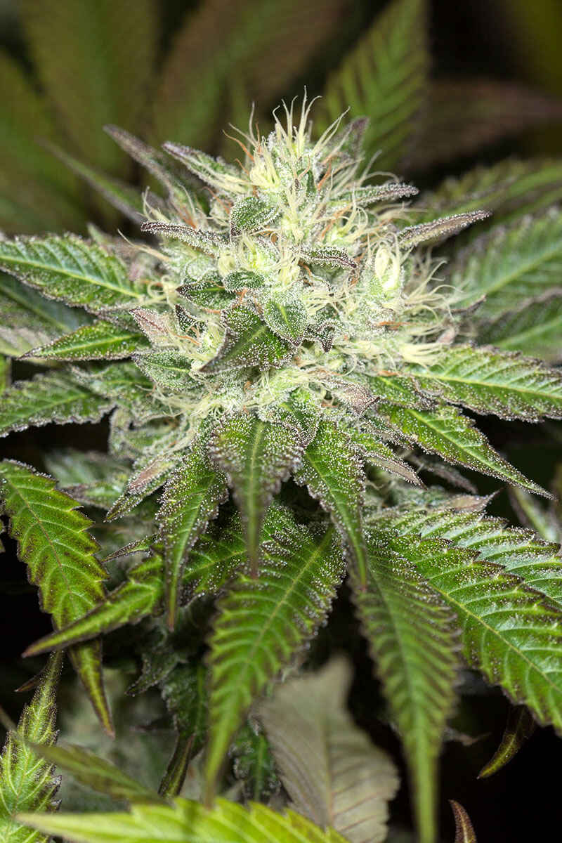 Sapphire OG (F) | North Atlantic Seed Co.