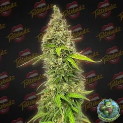 A close-up of a mature Grape Gushers (F) cannabis plant against a dark background with logos of "Tastebudz" and "Humboldt Seeds" in the backdrop.