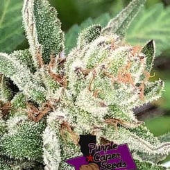 Purple Caper Chocolate Zkittlez