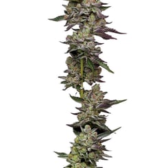 A vertically arranged Poddy Mouth (F) cannabis bud, showcasing dense clusters of flowers and leaves along its stem.