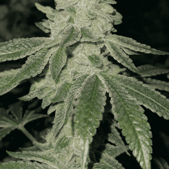 Close-up of a cannabis plant, Lava Cake S1 (F), with dense, leafy buds covered in trichomes. The plant's serrated leaves and intricate bud structure are visible against a dark background.