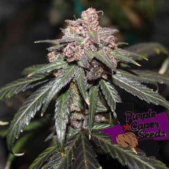 Purple Caper Grandaddy X