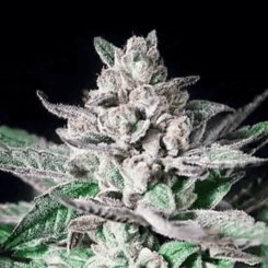 Close-up photo of an Alien Rock Candy (F) cannabis flower with green leaves and dense trichomes against a dark background.