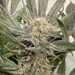 MZ Jill Genetics Purple Gihad