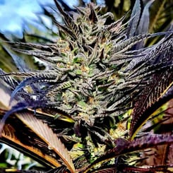 A close-up of the Joker’s Wild (F) cannabis plant showcases its dense buds and frosty trichomes, surrounded by dark green and purple leaves against a blurred background.