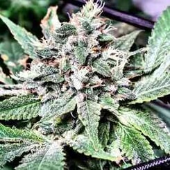 Omuerta Genetix Lost City Kush F1