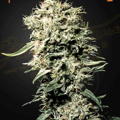 Greenhouse Seed Company White Rhino