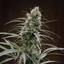 Ace Seeds Congo Fem