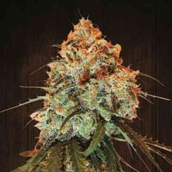 Ace Seeds Golden Tiger Regular