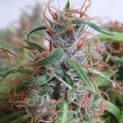 Ace Seeds Honduras Regular