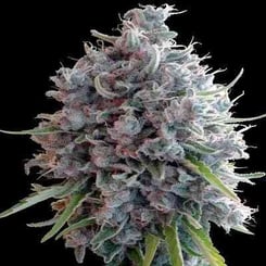 Ace Killer A5 Haze Fem