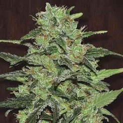 Ace Seeds Malawi Regular