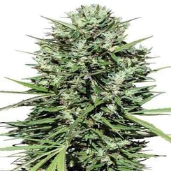 Ace Seeds Morocco Beldia Fem