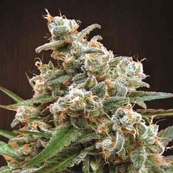 Ace Seeds Nepal Jam Regular