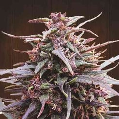 Ace Seeds Purple Haze X Malawi