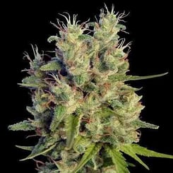 Ace Seeds Super Malawi Haze