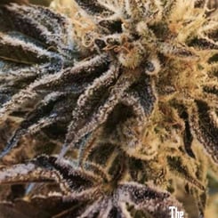 Close-up of a Corleone Kush (F) cannabis plant with trichomes, purple hues, and dense bud structure, accompanied by the logo "The Cali Connection" in the bottom right corner.