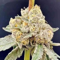 In House Genetics Dracula