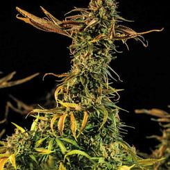 Close-up of a mature Blueberry Headband (F) with dense buds and yellowing leaves against a dark background.