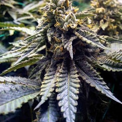 Close-up of a mature DISCONTINUED Chocolate Mint OG 2.0 (F) cannabis plant with dense, frosty buds and prominent leaves.