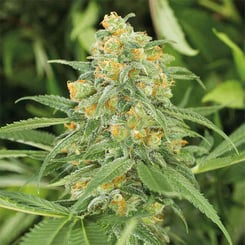 Close-up of a mature DISCONTINUED Green Crack 2.0 (F) cannabis plant with dense, green buds and orange hairs, surrounded by pointed green leaves.