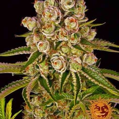 Barney's Farm Kush Mintz