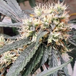 Close-up shot of a Jilly Bean Cherry (F) cannabis plant with dense, frosty buds and elongated leaves, showcasing trichomes and pistils.