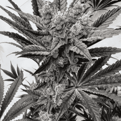 Black and white close-up of a flowering Mind Melter (F) cannabis plant. The plant features dense bud clusters and fan leaves with serrated edges.