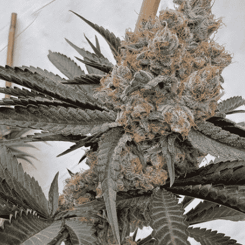 Close-up of a cannabis plant with dense, trichome-covered Turnt (F) buds and broad green leaves, all looking absolutely turnt. The plant is supported by a bamboo stake.