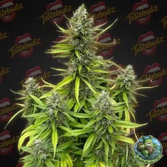 Close-up of a cannabis plant with multiple buds, surrounded by green leaves. Background features Tastebudz logos and an "Autogrowns" emblem in the bottom-right corner, highlighting the Cherry Cheesecake Auto variety.