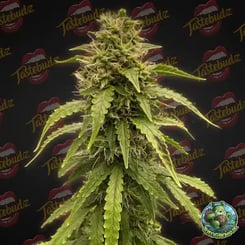 A close-up of a Forbidden Fruitz Auto cannabis plant with dense buds and green leaves against a backdrop featuring the Tastebudz logo.